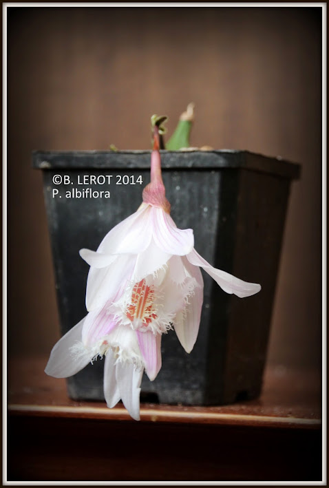 Pleione albiflora    !!!!RARE!!!! IMG_8976