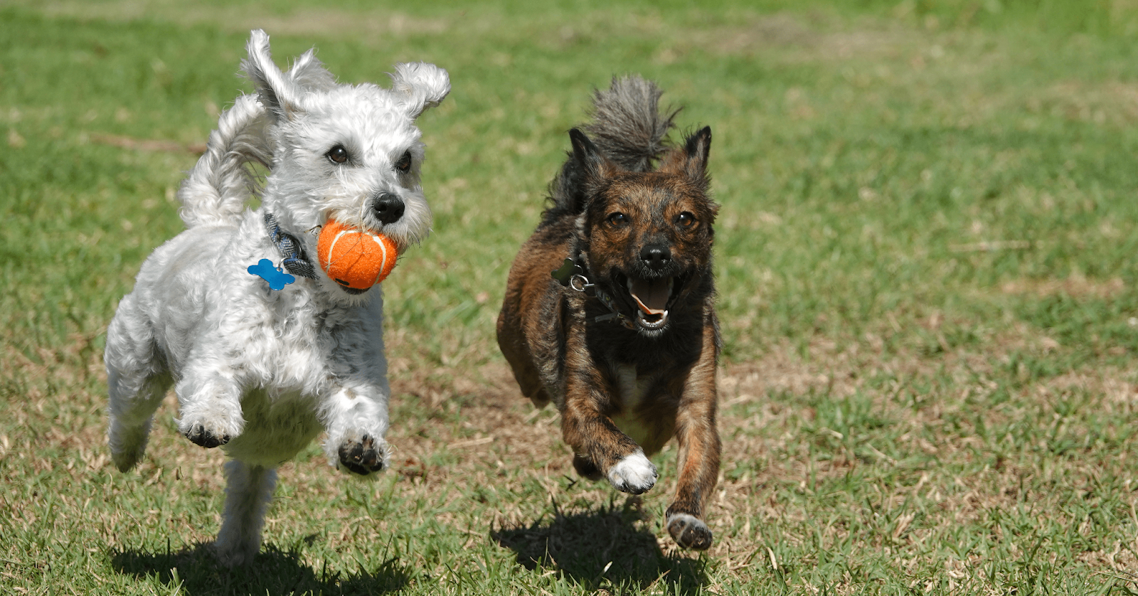 two dogs running and playing