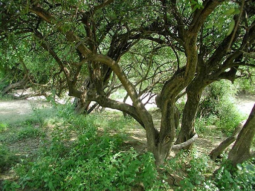 Холм Говардхан