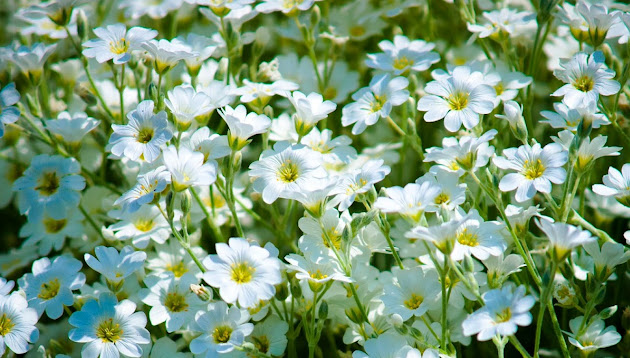 Cover photo