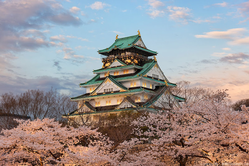 Illuminated in soft twilight, Osaka Castle floats on a sea of beautiful cherry blossoms. Photographer Elia Locardi