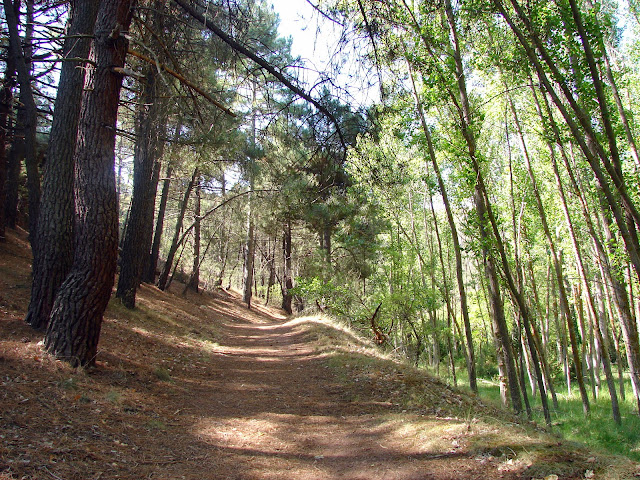 Senderismo - Albarracín - Pinares de Rodeno - Pinturas Rupestres