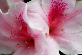 Picasa