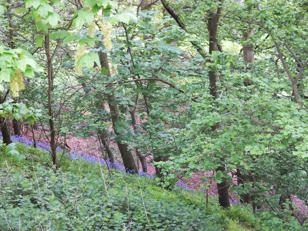 Bluebells on the hillside near Ditchingham Lodge