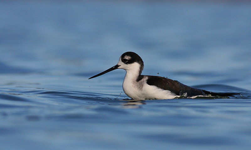 IMAGE: https://lh6.googleusercontent.com/-FPoJFmveR0k/UIeePwOnnsI/AAAAAAAAVIc/4wknKgsCS2I/s800/Stilt.jpg