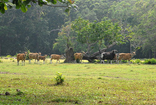 Ujung Kulon National Park