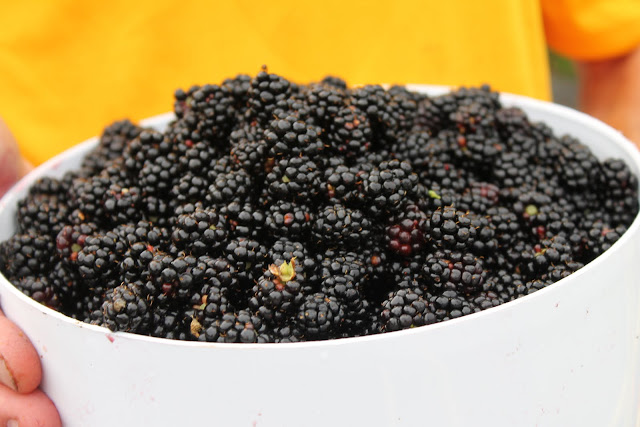 How to Freeze Fresh Blackberries