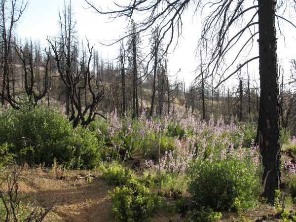 lupin growing among blackened trees