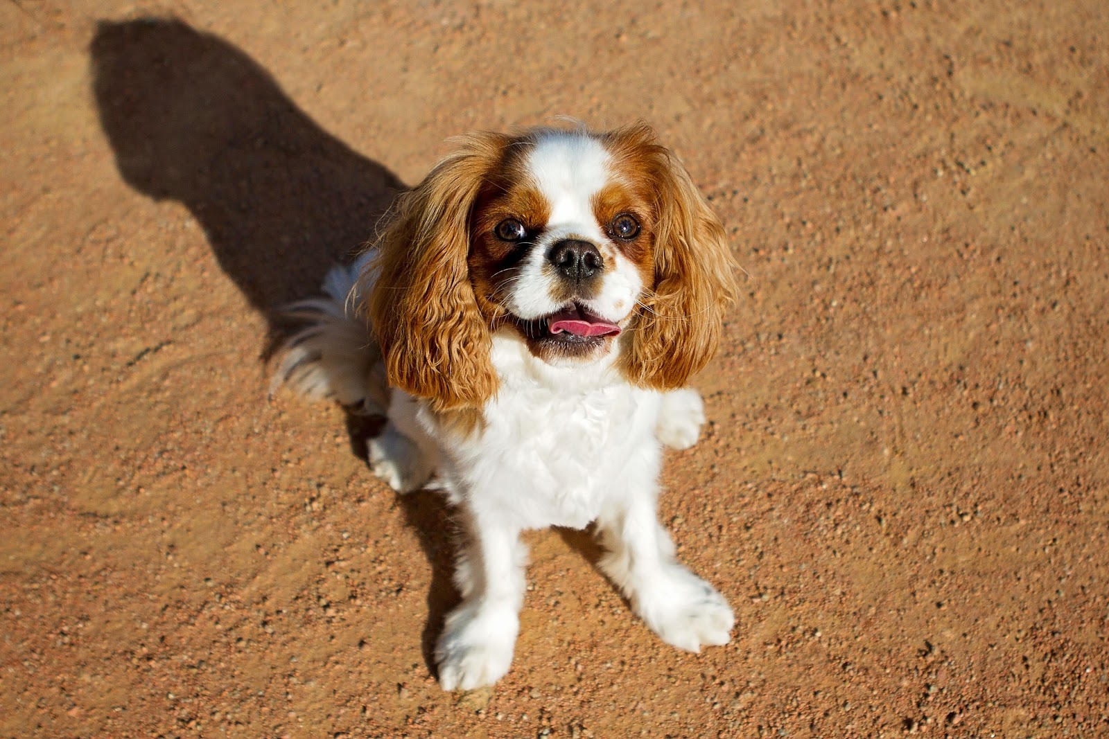 Cavalier King Charles Spaniels are perfect dog breeds for families due to their calmness and independence.