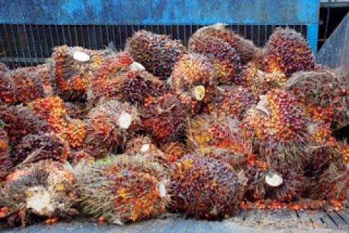 Indonesia Japan Cooperation In The Processing Of Oil Palm Waste For Biofuels