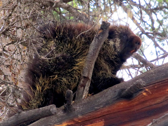 Porcupine that the dogs narrowly avoided a confrontation with