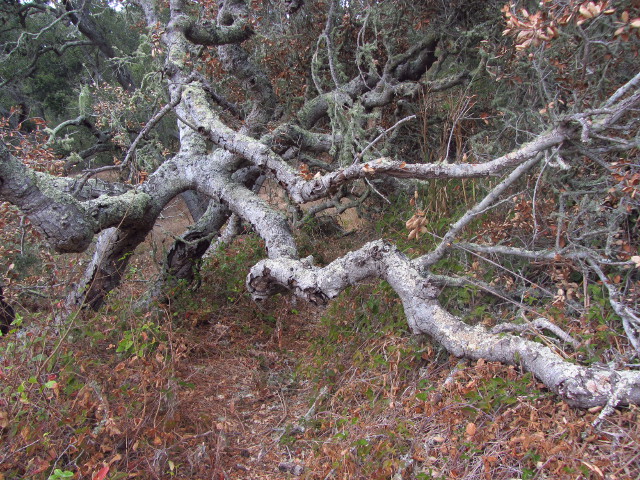 huge fallen oak branches