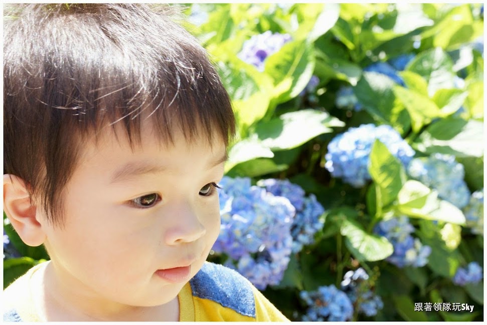 台北景點推薦【大梯田花卉生態農場】竹子湖繡球花海