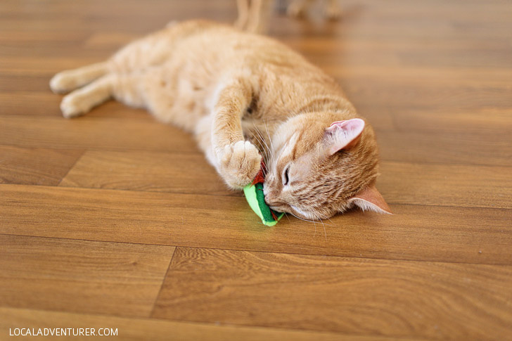 KitNipBox Review - Homemade Cat Toys and Kitty Treats in Monthly Subscription Boxes.
