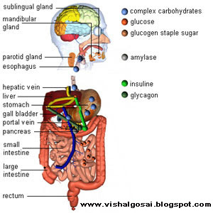 VISHAL GOSAI: Anatomy of Human body