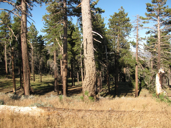 forest and meadow grasses along the ridge