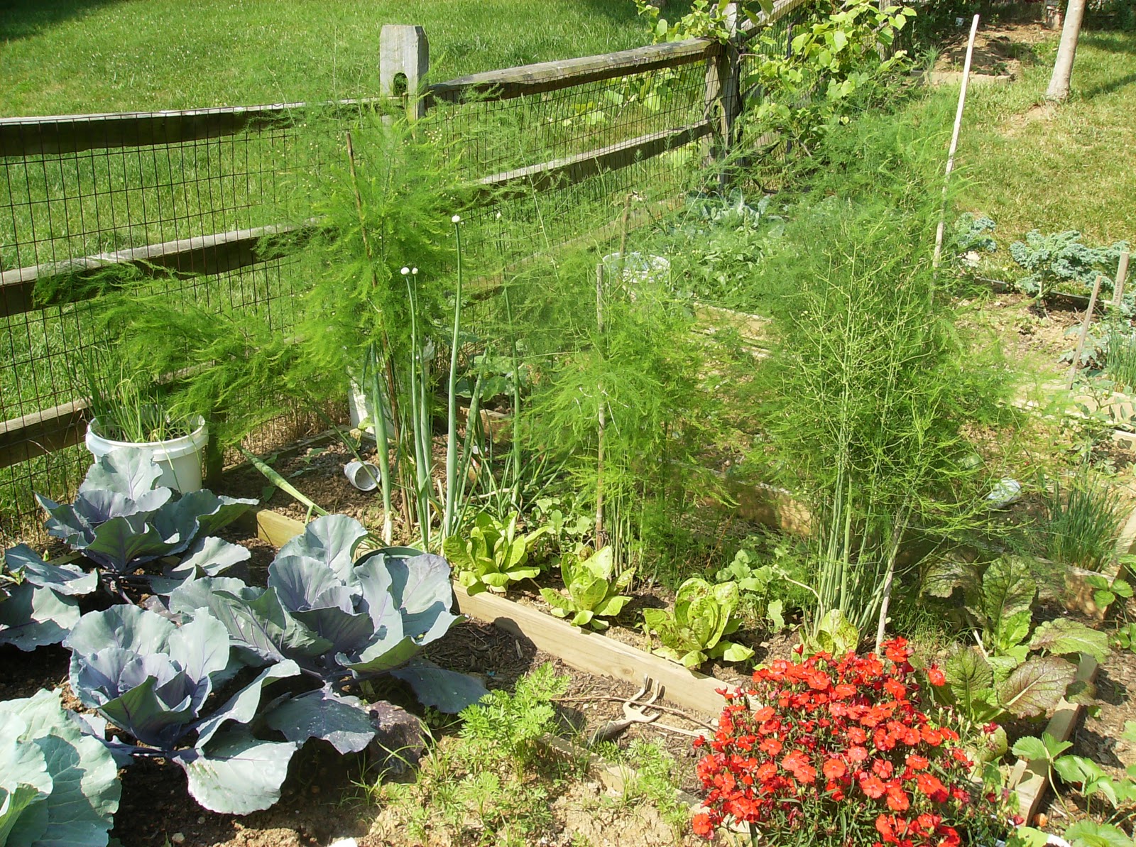 The Rusted Vegetable Garden