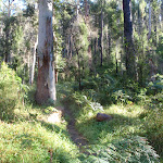 Western edge of Blue Gum Forest (50714)