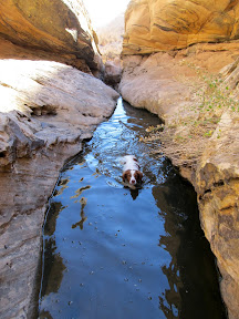 Torrey swam ahead of me but couldn't exit the water, so she turned around and swam back!