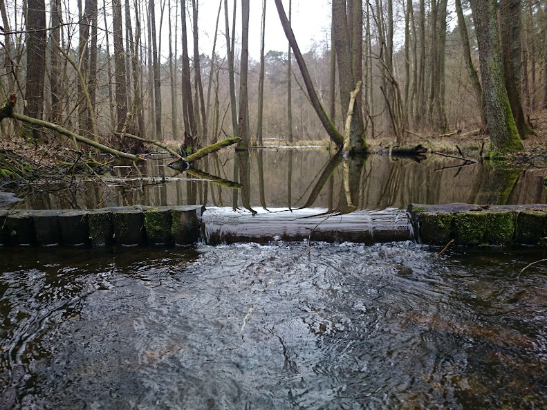 Spietrzenie wód w lesie ma zapobiec suszy