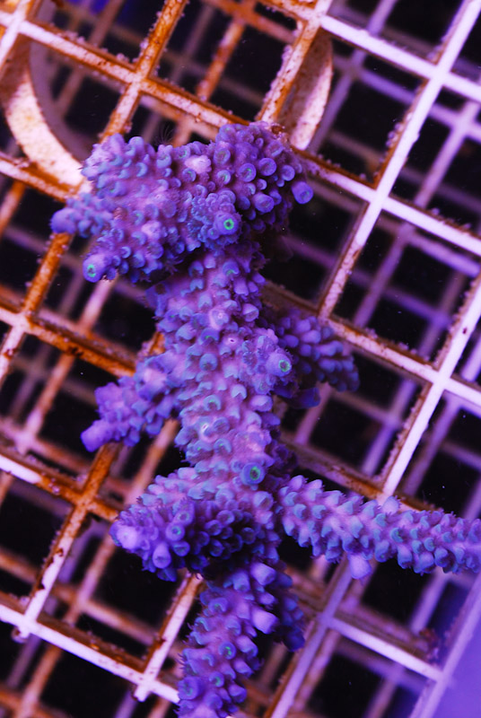 coral20110527-35.jpg
