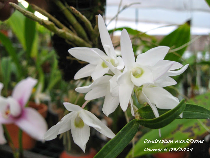 Dendrobium moniliforme Dendrobium+moniliforme+moi+nom