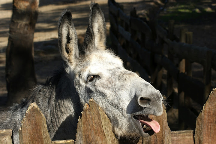 Ceia de burro em noite de natal