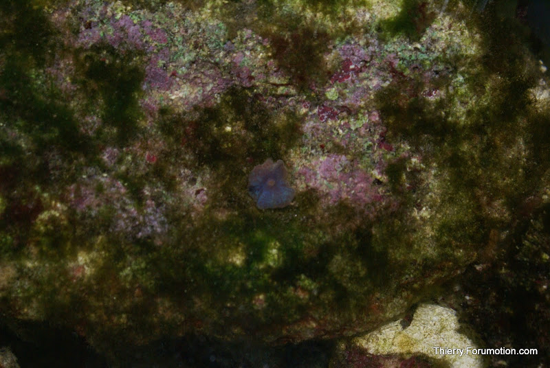 Actinodiscus sp. (Purple Mushroom) DSC04847