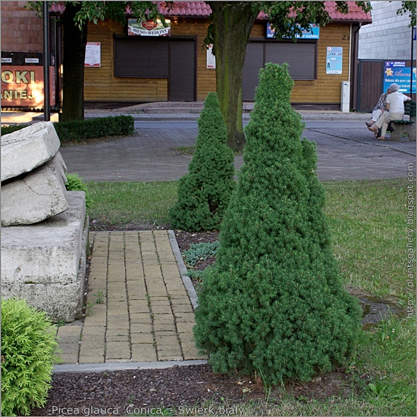 Picea glauca 'Conica' - Świerk biały 'Conica' przykład zastosowania w zieleni miejskiej