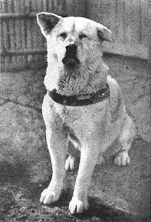 Hachiko, Anjing Paling Heroik
