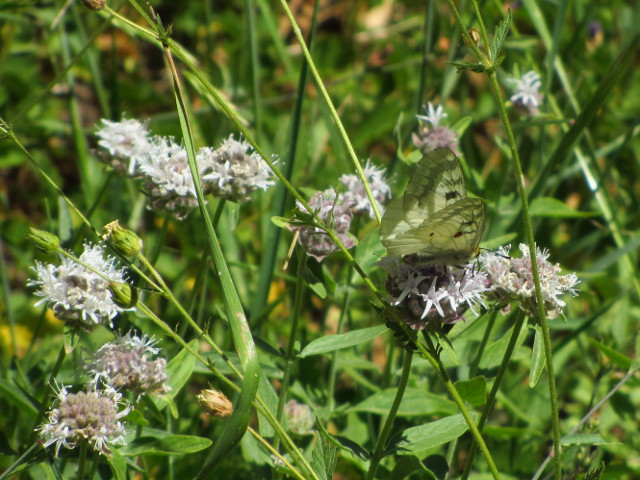 white butterfly on pennyroyal