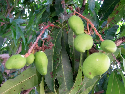 March fruit