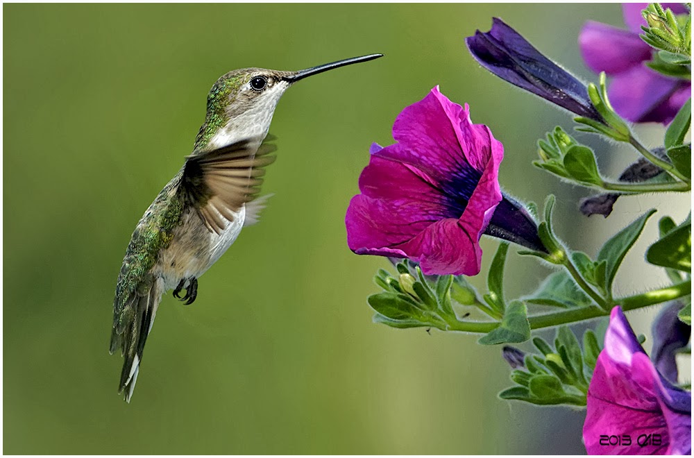 l'oiseau de Martin du 6 Août trouvé par Ajonc Colibri-1000x660C