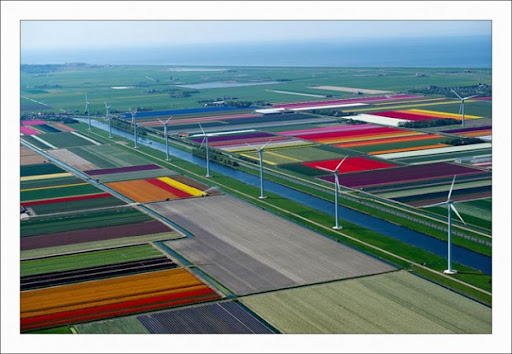 Tulip-Fields-in-the-Netherlands-2