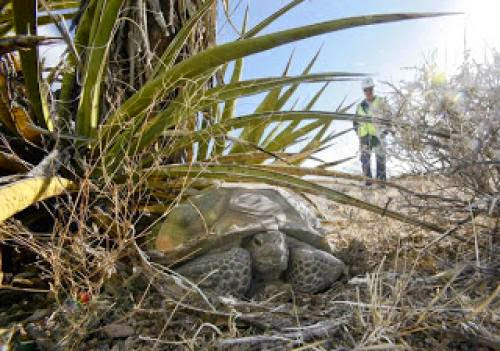 Saving Desert Tortoises Is A Costly Hurdle For Solar Projects