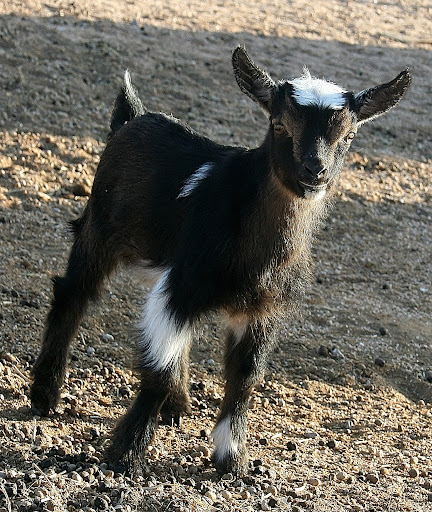 Baby Goat Pictures! - Goats