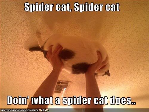 funny-pictures-spider-cat.jpg