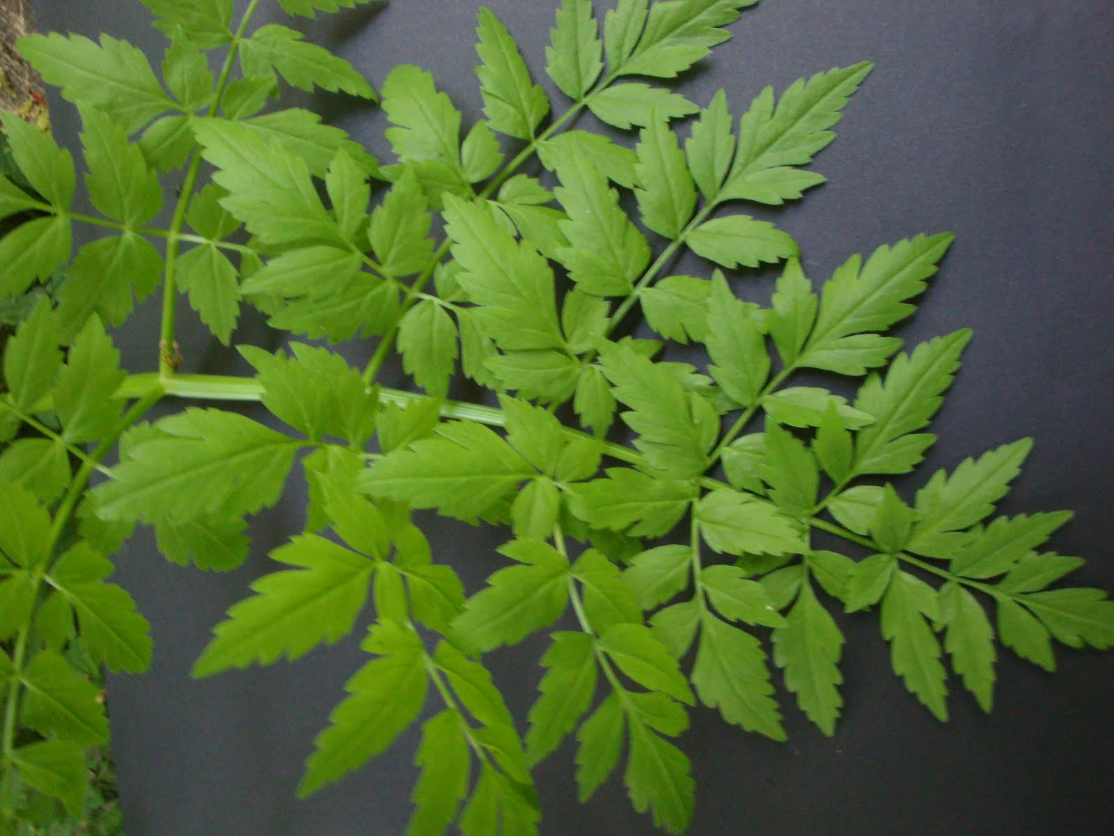 Pacific waterparsley olympia watershed