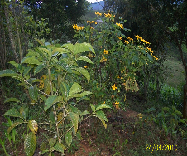 José Alejandro Roldan Posada: Quiebrabarrigo o nacedero(Trychantera  gigantea) Falso girasol o Boton de oro(Helianthus annus L.)