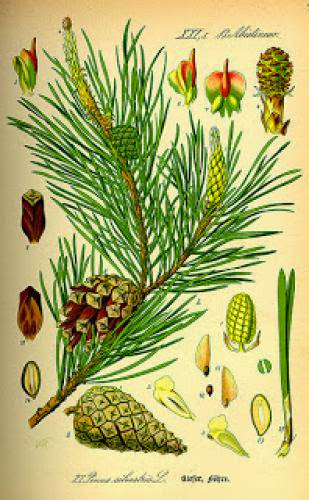 Pine The Fresh And Powerful Cleanser