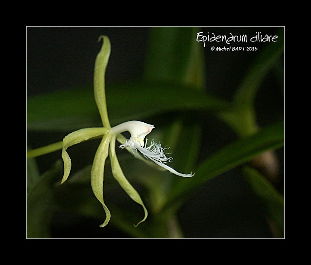 Epidendrum ciliare Epidendrum_ciliare