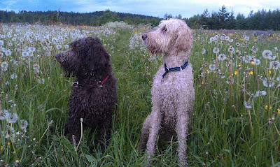 australian labradoodle fleece