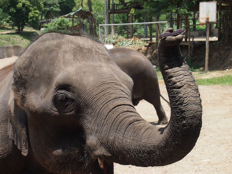 Por Tierras de Siam - Blogs de Tailandia - Chiang Mai - Tiger Kingdom / Maetaeng Elephant Park/ Wat Doi Suthep (13)