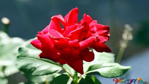 Hoa hồng giúp thư giãn, Tạo hưng phấn, Giúp ngủ ngon