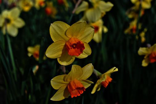 posted image