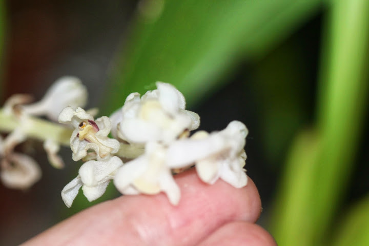 Eria hyacinthoides IMG_1500
