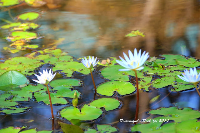 Waterlilies in a pond