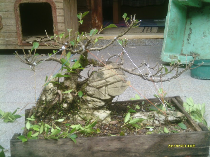 Ficus Microcarpa Tiger Bark pra reforma... IMAG0291