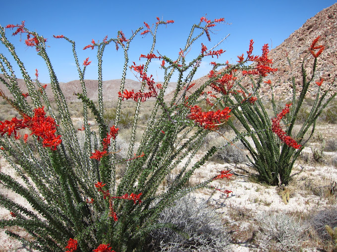 Anza Borrego | Hunting for Anza Borrego Wildflowers - 2012
