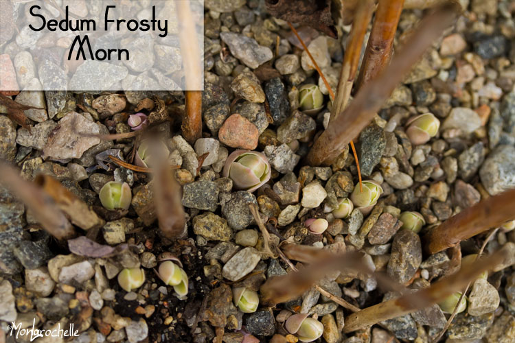 Sedum Frosty Morn ( Grand ) Sedum-frosty-morn-120404_21RM